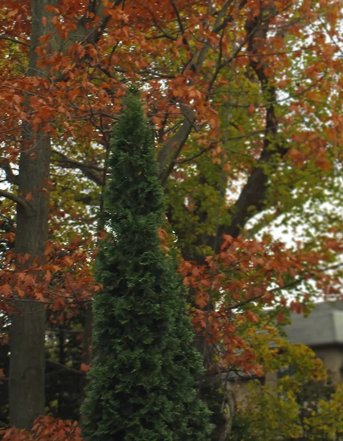 Deep Root Fertilization GTA ON