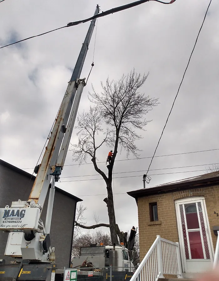 Emergency Tree Services GTA ON