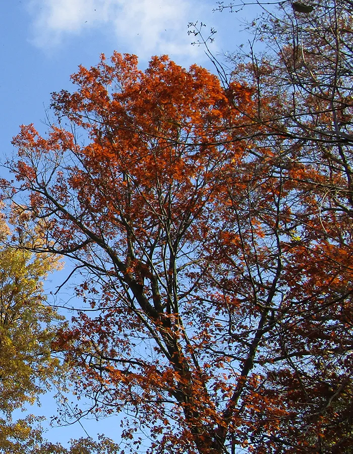 Tree Pruning Service