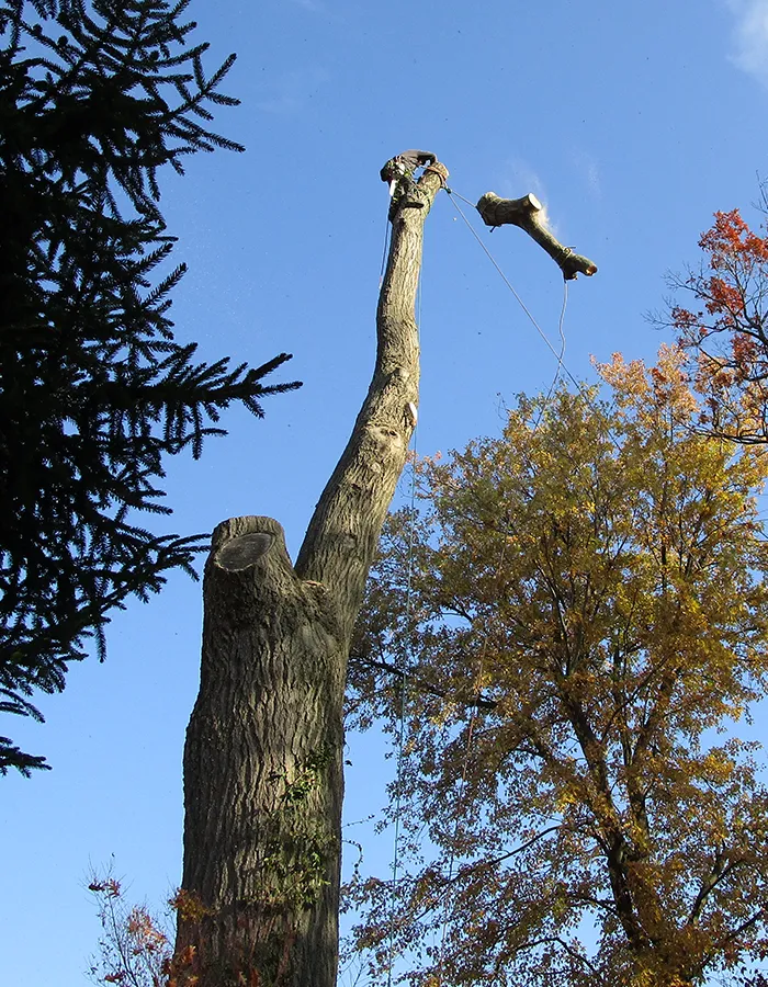 Tree Removal Services Etobicoke ON